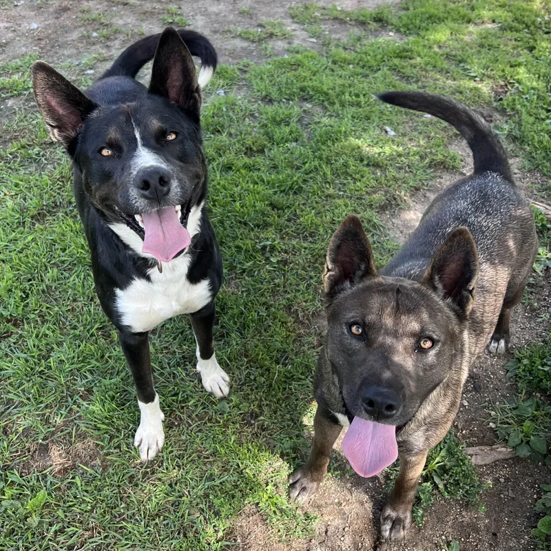 Chico & Breezie  thumbnail 2