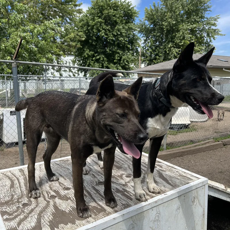 Chico & Breezie  thumbnail 4