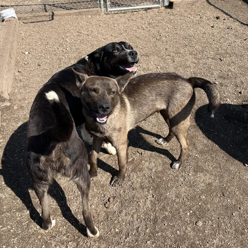 Chico & Breezie  thumbnail 5