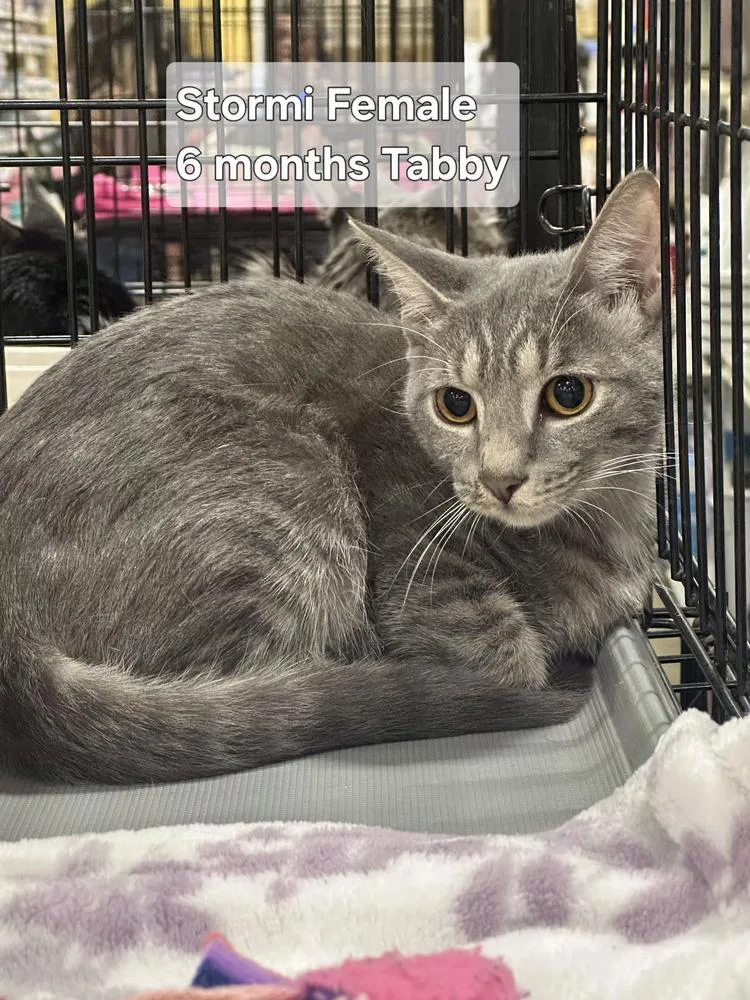 A baby small-sized female Gray / Blue / Silver Tabby cat named Stormi for adoption in Orlando, FL