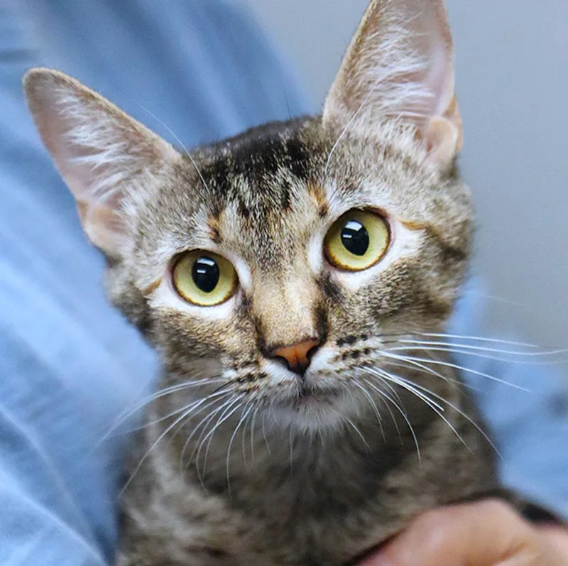 A young medium-sized female Domestic Short Hair cat named Pumyra for adoption in Kansas City, KS