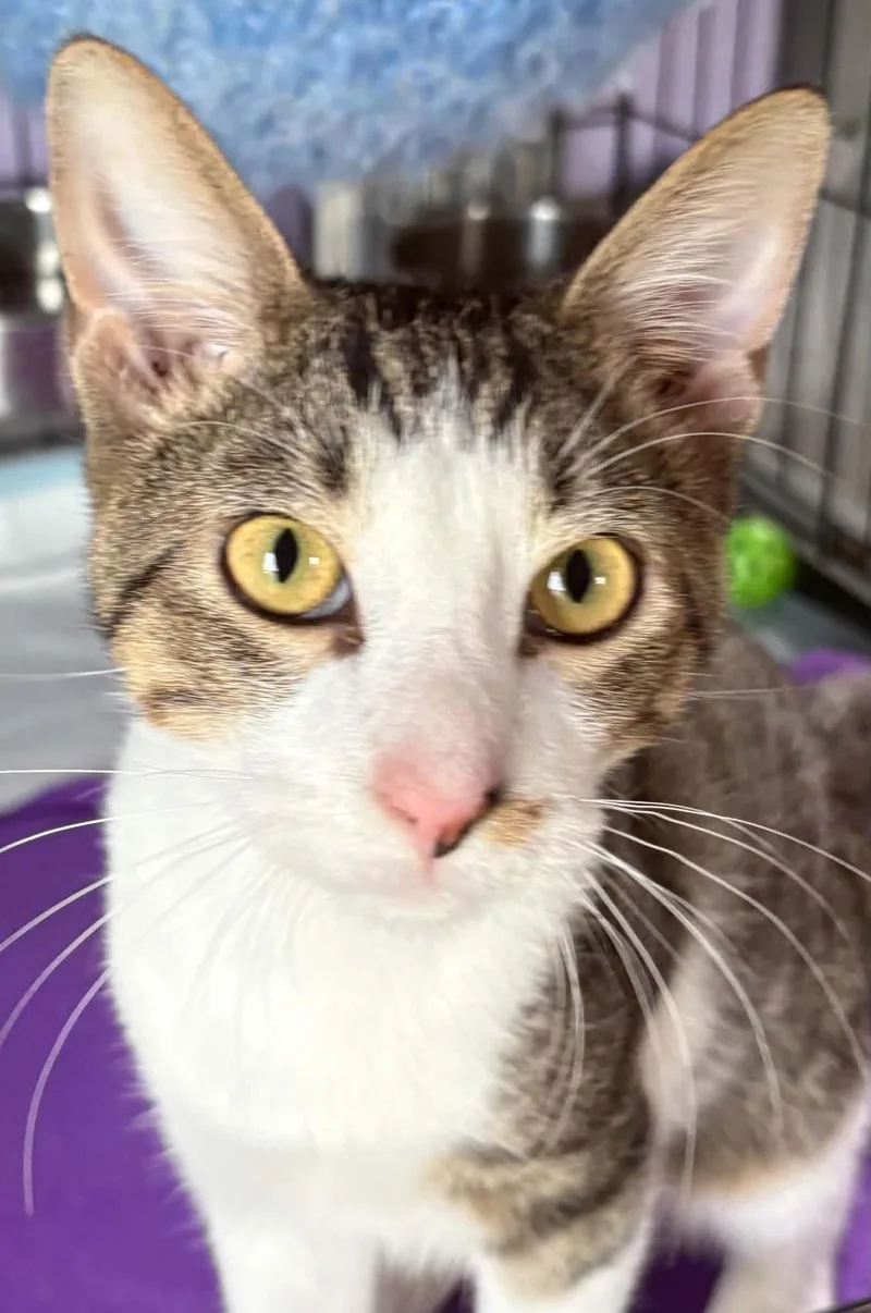 A young medium-sized male Domestic Short Hair cat named Milky Way for adoption in Dalzell, IL
