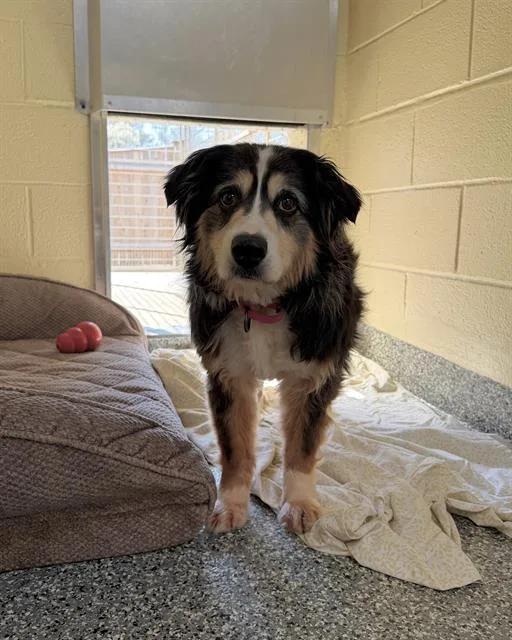 A senior medium-sized female Australian Shepherd dog named Shatzi for adoption in Brewster, MA