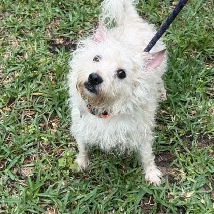 An adult small-sized male White / Cream West Highland White Terrier / Westie dog named Rory for adoption in Spring, TX