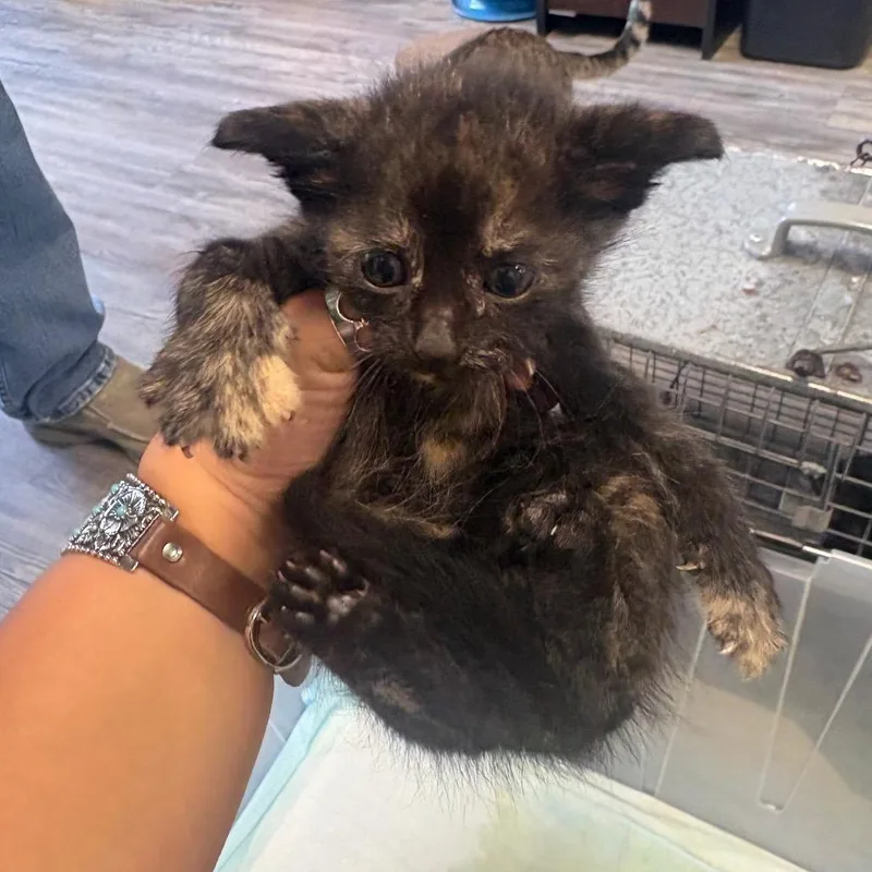 A baby small-sized female Tortoiseshell Domestic Short Hair cat named Peggy for adoption in Lake Jackson, TX