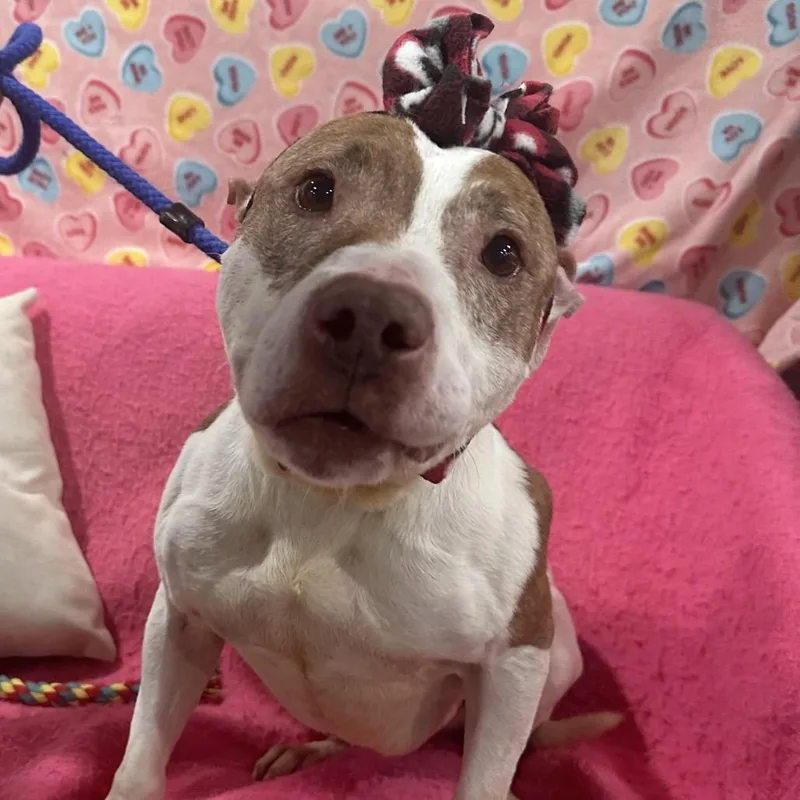 An adult medium-sized female Brindle Pit Bull Terrier dog named Nibs for adoption in Watertown, NY
