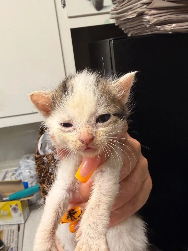 A baby small-sized male Domestic Medium Hair cat named Florin for adoption in Newnan, GA