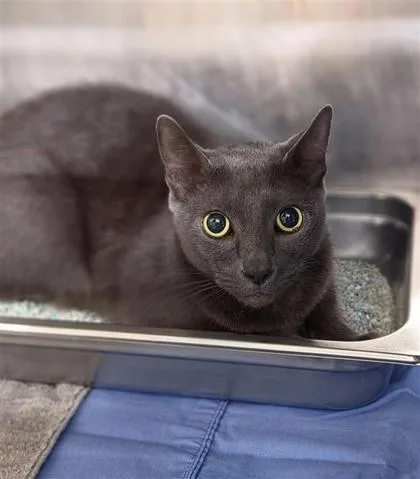 An adult large-sized male Domestic Short Hair cat named Smokey for adoption in Largo, FL