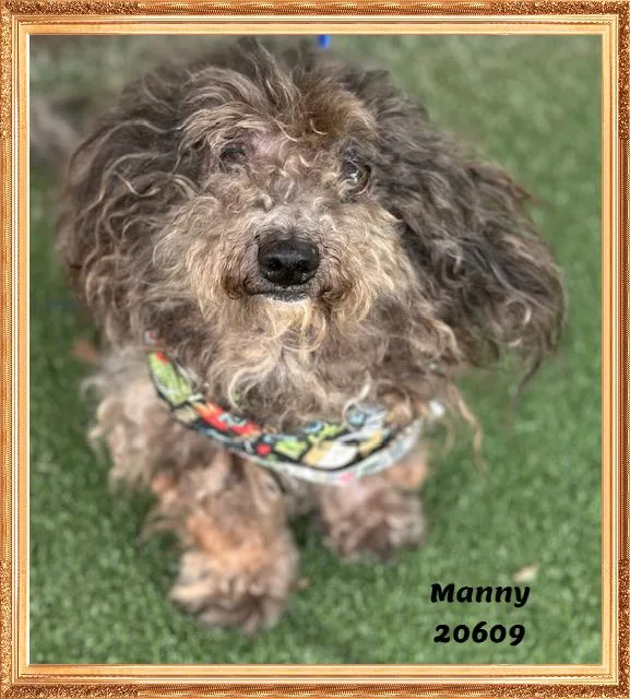 MANNY see also MOE thumbnail 4