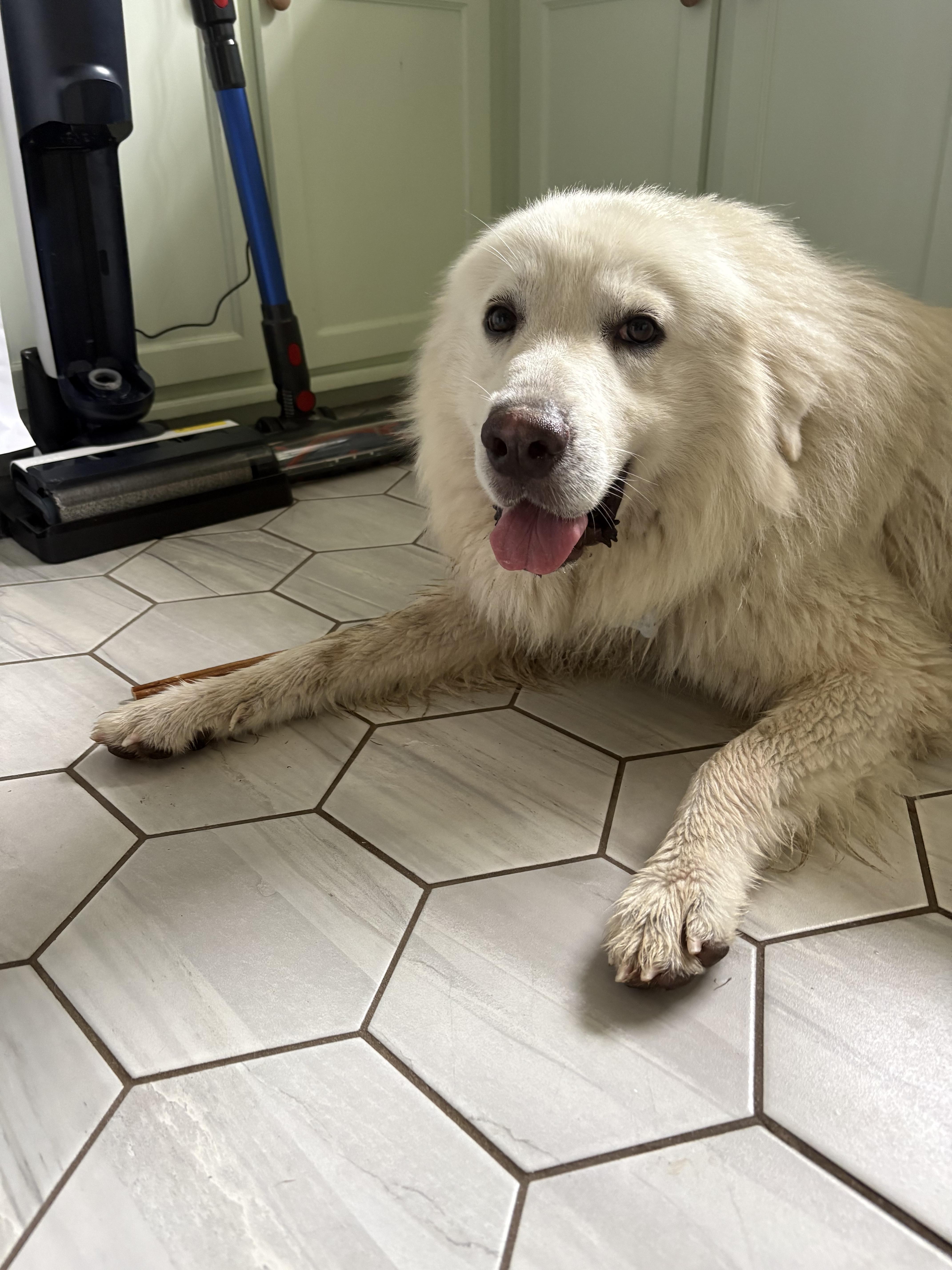 An adult large-sized male Great Pyrenees dog named Buddy Boy HTX for adoption in Quinlan, TX