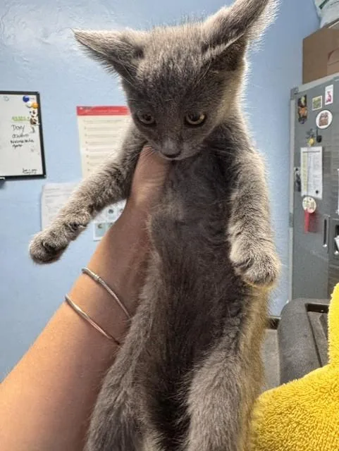 A baby small-sized female Domestic Short Hair cat named Gabriella for adoption in Bakersfield, CA