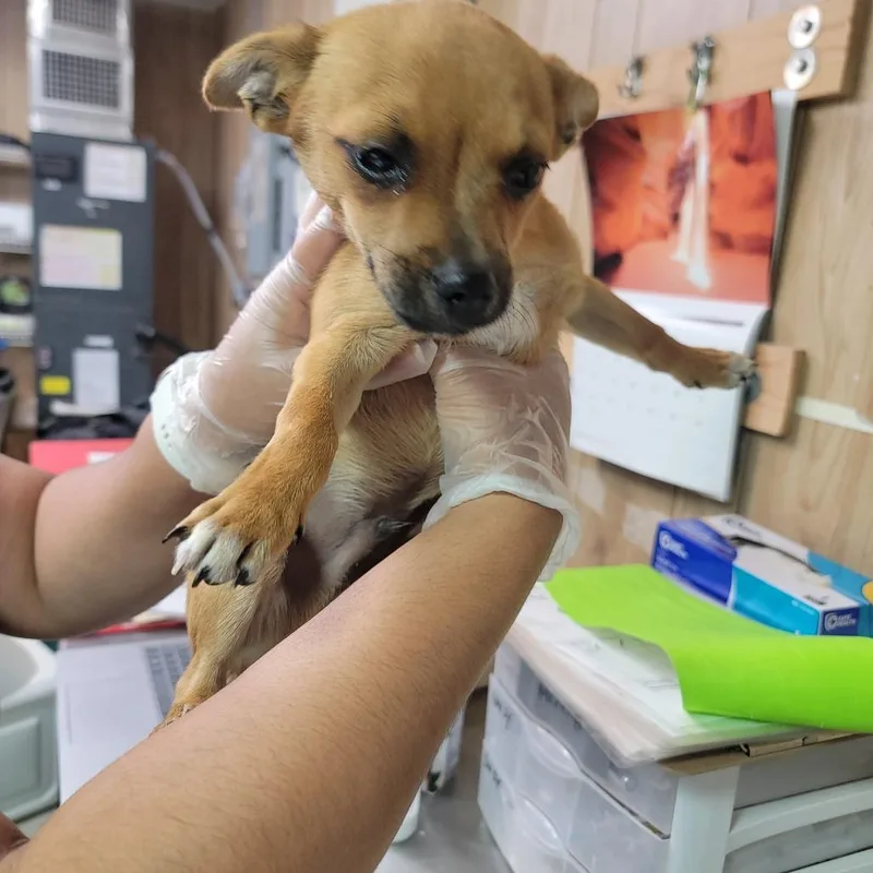 A baby small-sized male Yellow / Tan / Blond / Fawn Mixed Breed dog named Crush for adoption in Leander, TX