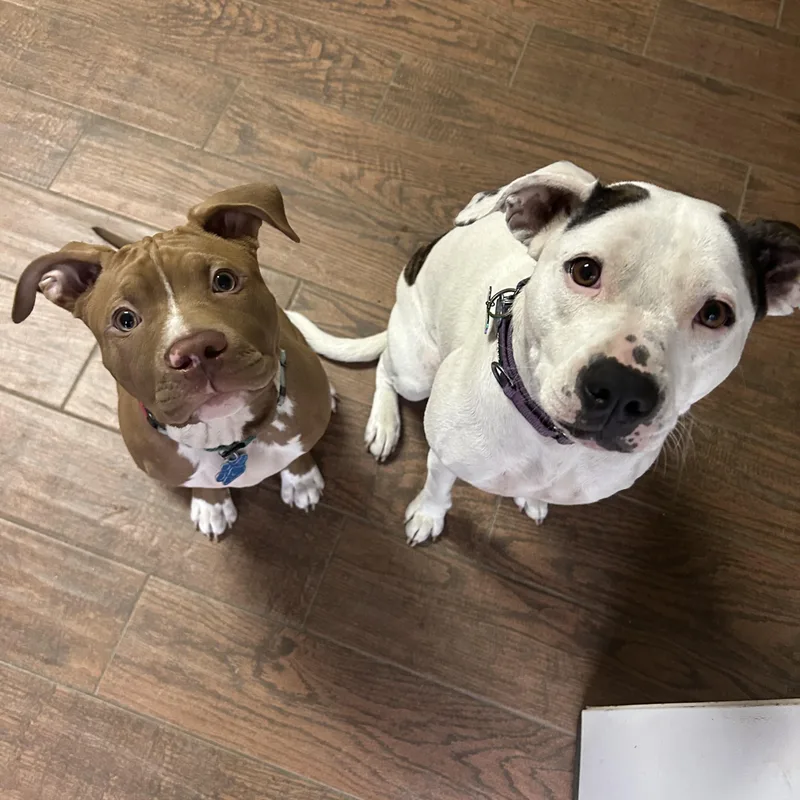 Vampirina thumbnail 2