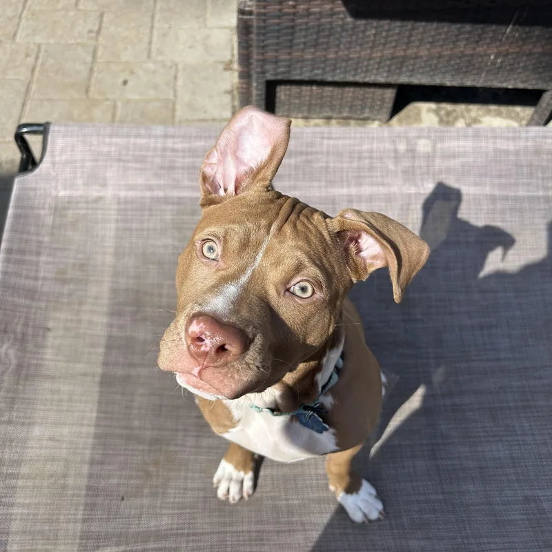 Vampirina thumbnail 3