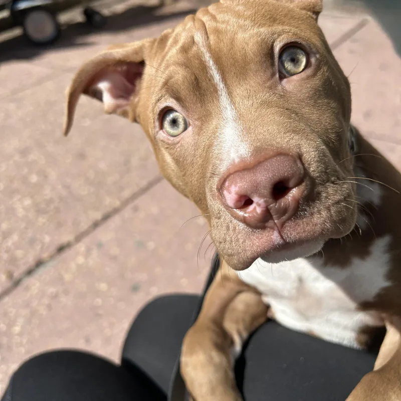 A baby medium-sized female Red / Chestnut / Orange Pit Bull Terrier dog named Vampirina for adoption in Medford, NY