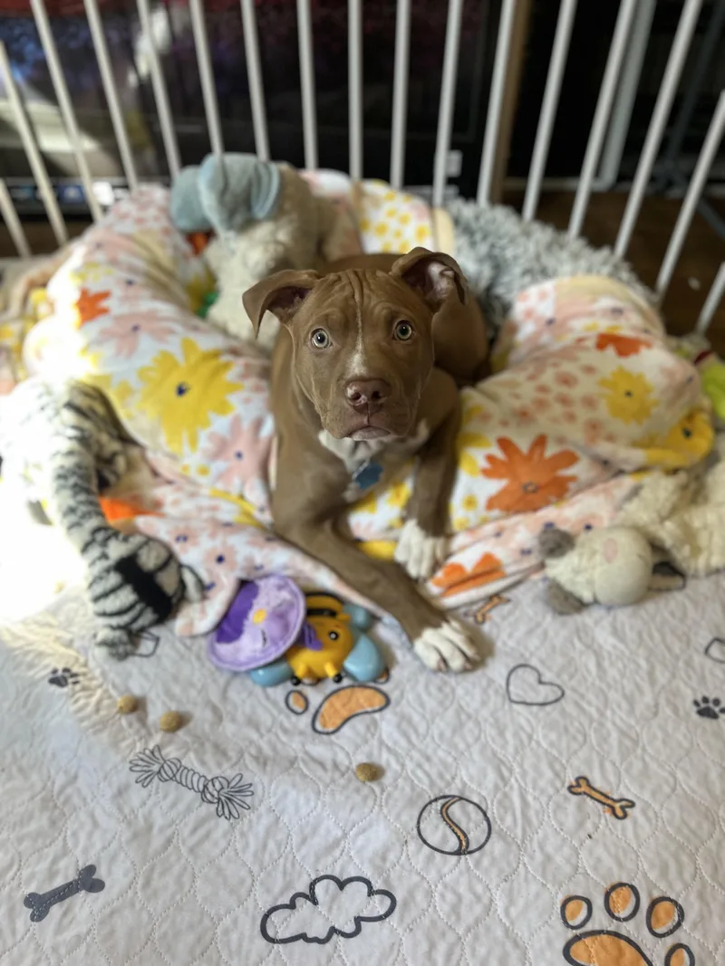 Vampirina thumbnail 4