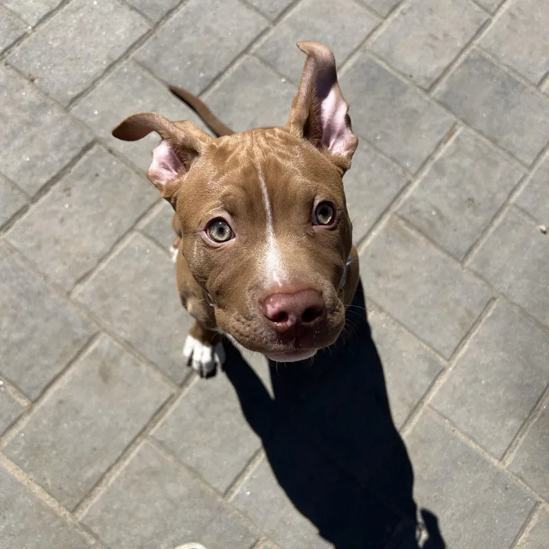 Vampirina thumbnail 5