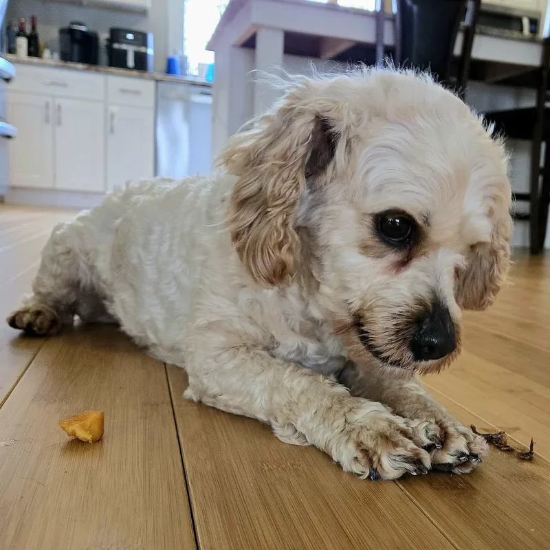 An adult small-sized female White / Cream Cavapoo dog named Billie for adoption in Hilton, NY