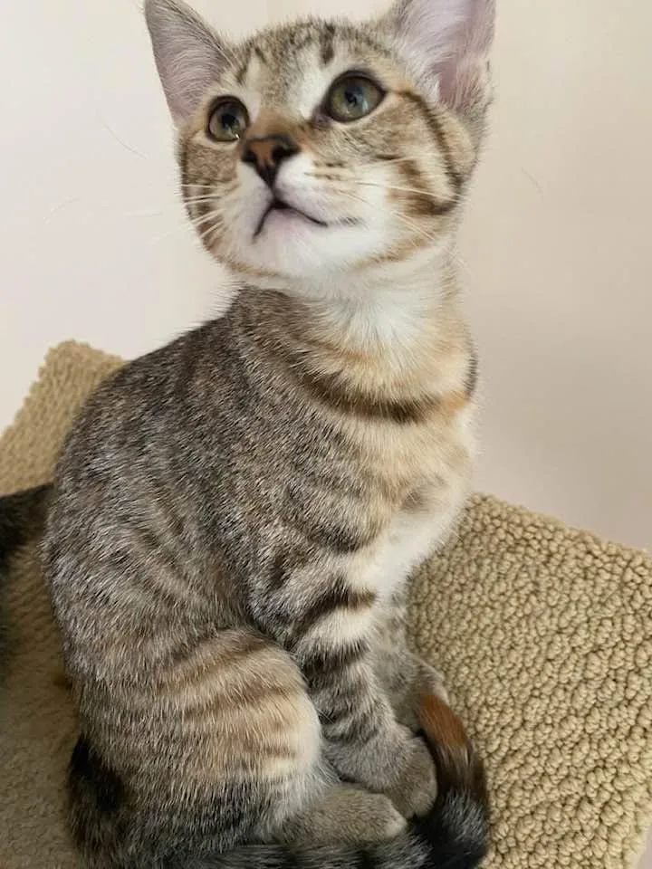 A baby medium-sized female Tabby (Brown / Chocolate) Domestic Short Hair cat named Dot for adoption in Cleveland, OH