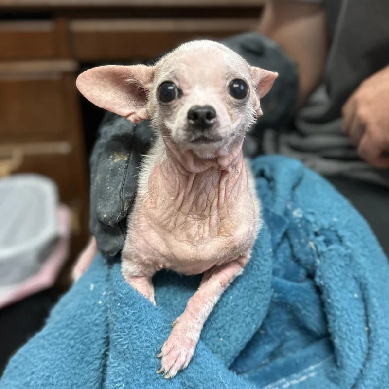 An adult small-sized female White / Cream Chihuahua dog named Tadpole for adoption in Columbia, SC