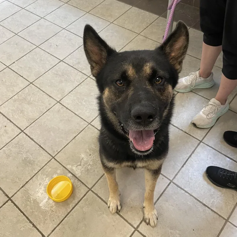 An adult large-sized male Black Mixed Breed dog named Berkley for adoption in Hamilton, GA