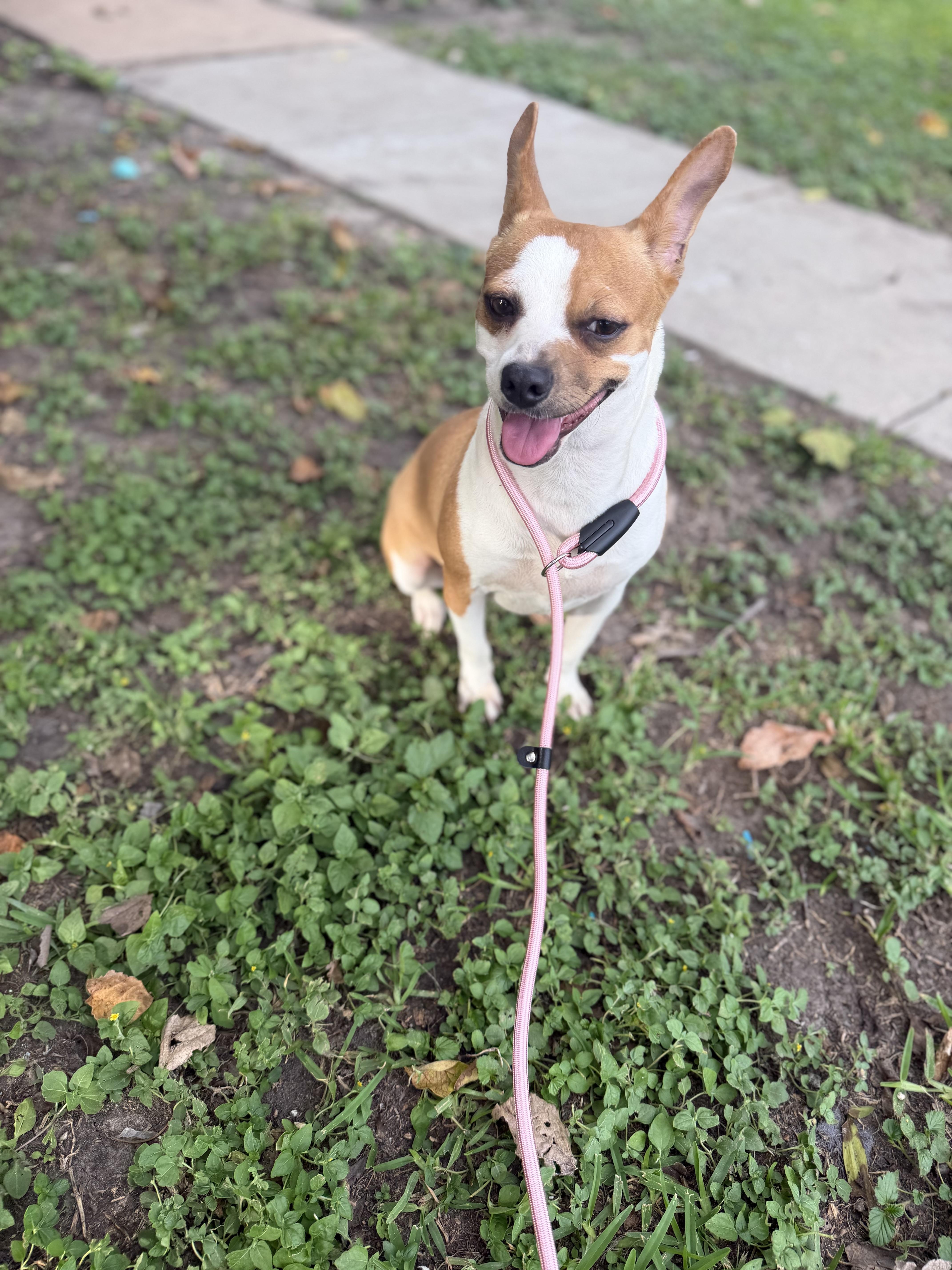 An adult small-sized female Chihuahua dog named Peaches for adoption in Louise, TX