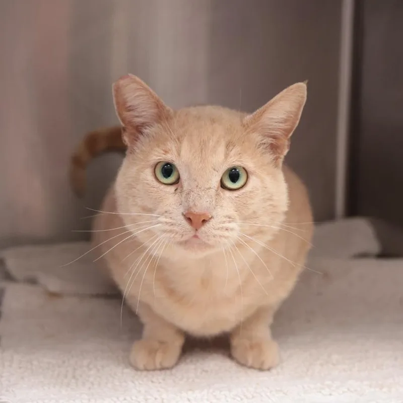 A young large-sized male Buff / Tan / Fawn Domestic Medium Hair cat named Junior for adoption in Santa Barbara, CA