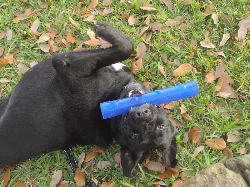 Lovebug Cole thumbnail 2