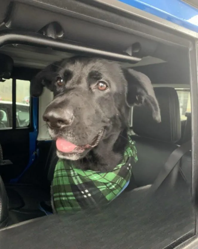 Lovebug Cole thumbnail 3