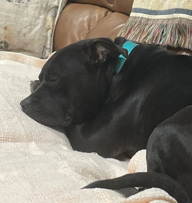 Lovebug Cole thumbnail 5