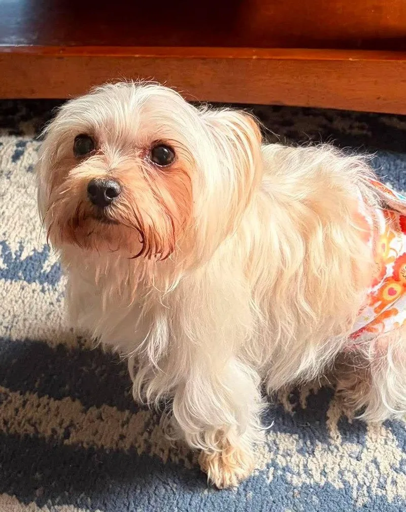 A senior small-sized male Maltese dog named Tobie Tyler for adoption in Saunderstown, RI