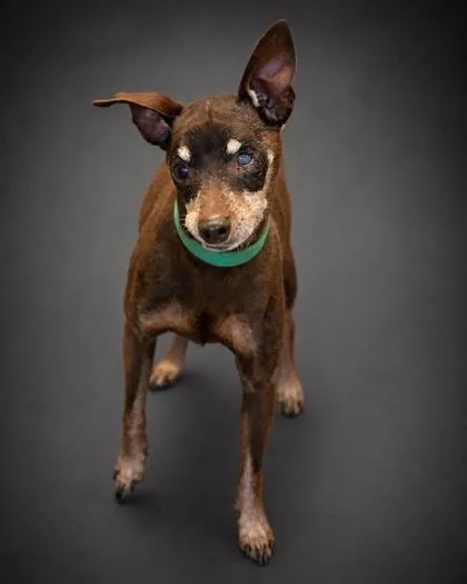 A senior small-sized male Miniature Pinscher dog named Beast for adoption in Bowling Green, KY