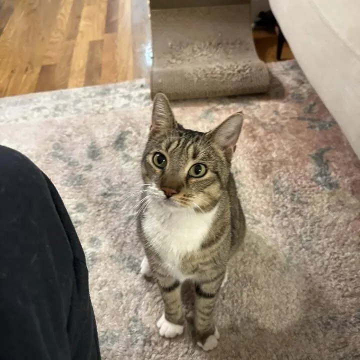 An adult small-sized male Brown / Chocolate Domestic Short Hair cat named Spirit for adoption in Long Island City, NY