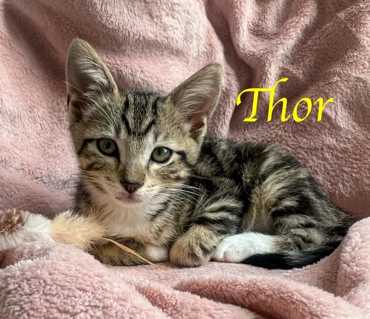 A baby medium-sized male Tabby (Buff / Tan / Fawn) Domestic Short Hair cat named Thor...bring a little thunder for adoption in Murfreesboro, TN