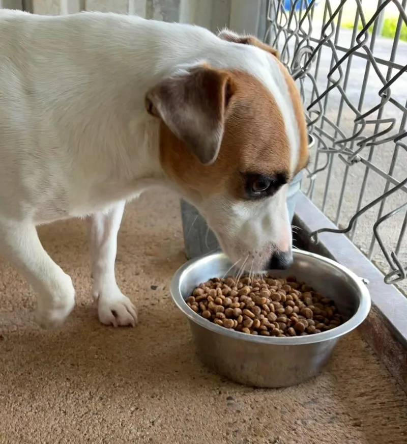 A young small-sized male Jack Russell Terrier dog named Jack Nicholson for adoption in Ada, OK