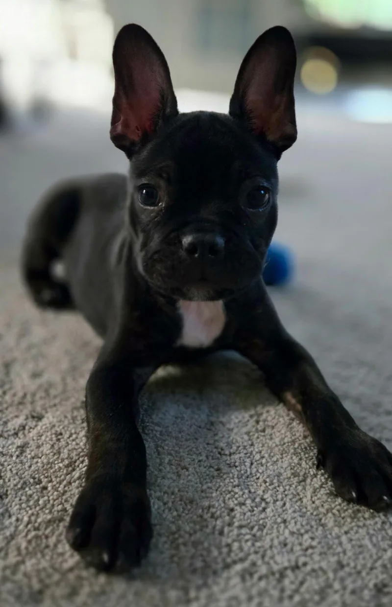 A baby small-sized male French Bulldog dog named Louie for adoption in Overland Park, KS