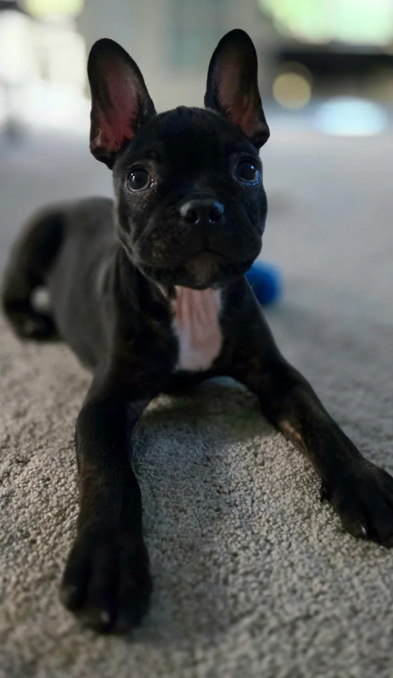 Louie thumbnail 2