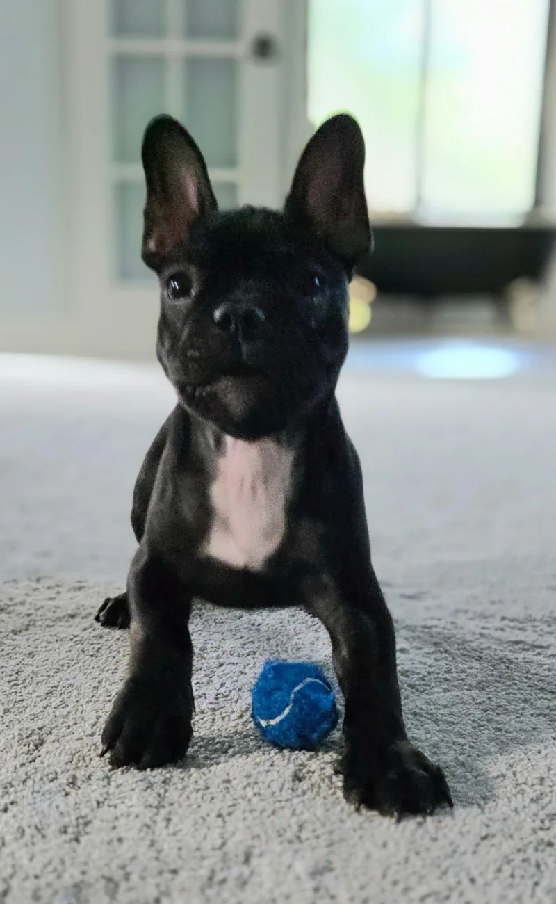 Louie thumbnail 3