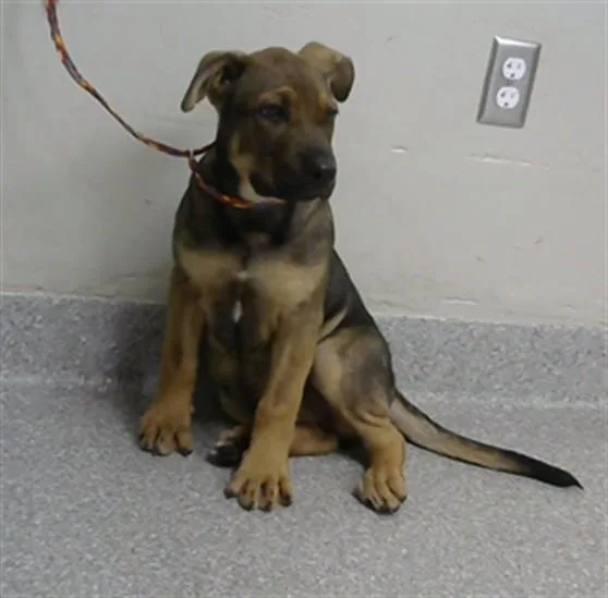 A baby small-sized male Pit Bull Terrier dog named Twister for adoption in Pasadena, TX