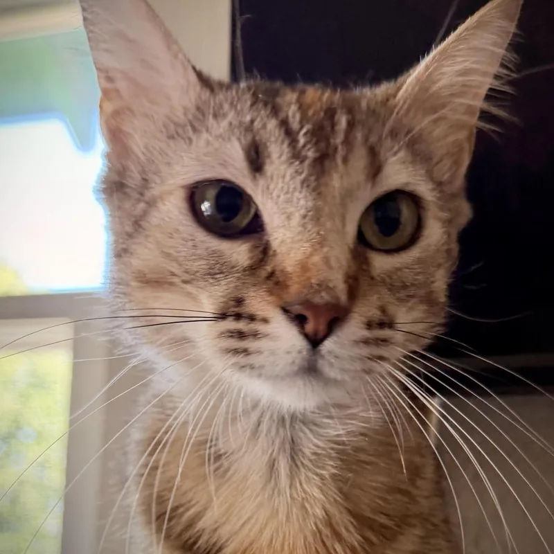 A young small-sized female Torbie Domestic Short Hair cat named Becky for adoption in Fort Worth, TX
