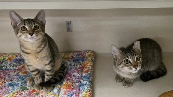 A baby medium-sized male Domestic Short Hair cat named F Bonded W for adoption in Silverdale, WA