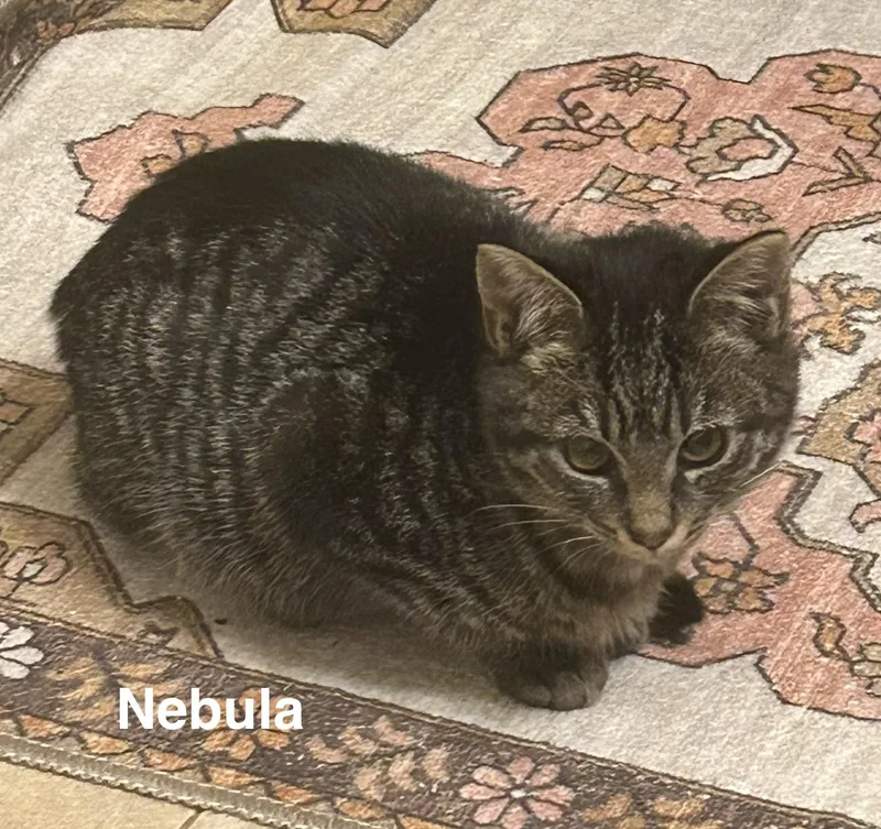 A baby small-sized female Tabby (Brown / Chocolate) Domestic Short Hair cat named Nebula for adoption in Indianapolis, IN