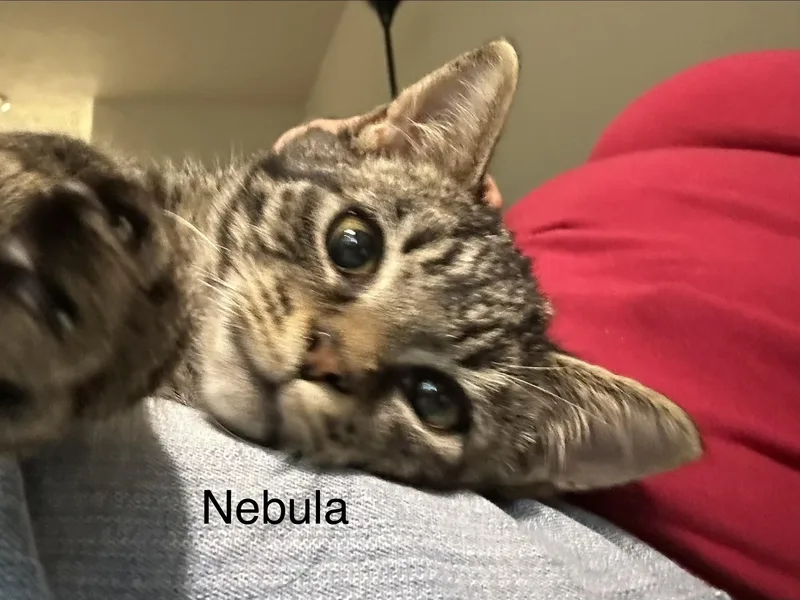 Nebula thumbnail 2