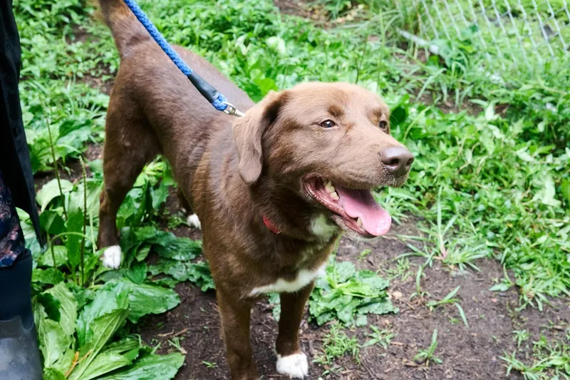 An adult medium-sized male Chocolate Labrador Retriever dog named Max for adoption in Floyd, VA