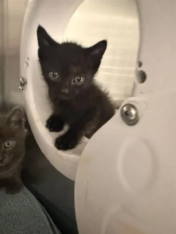 A baby small-sized male Domestic Short Hair cat named Messi for adoption in San Martin, CA