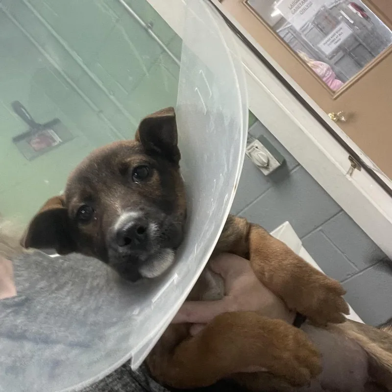 A baby small-sized female Brown / Chocolate Mixed Breed dog named Sadie for adoption in Blairsville, GA