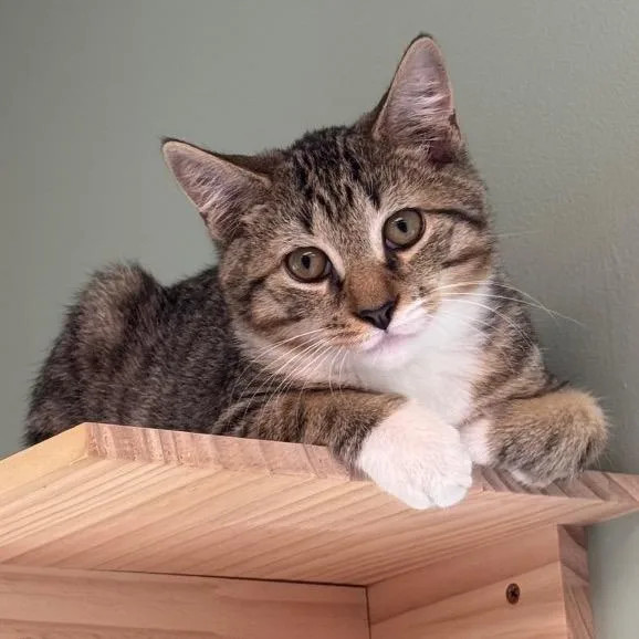 A young small-sized male Domestic Short Hair cat named Beavis for adoption in Easton, PA