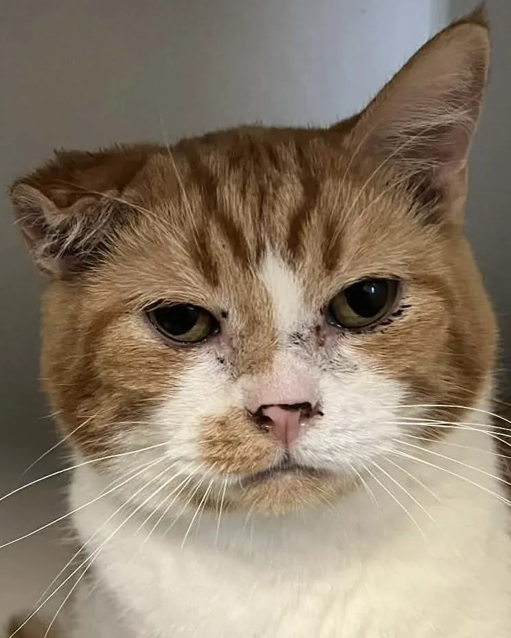 A senior medium-sized female Cream Point American Shorthair cat named Shasta for adoption in Robinson, IL