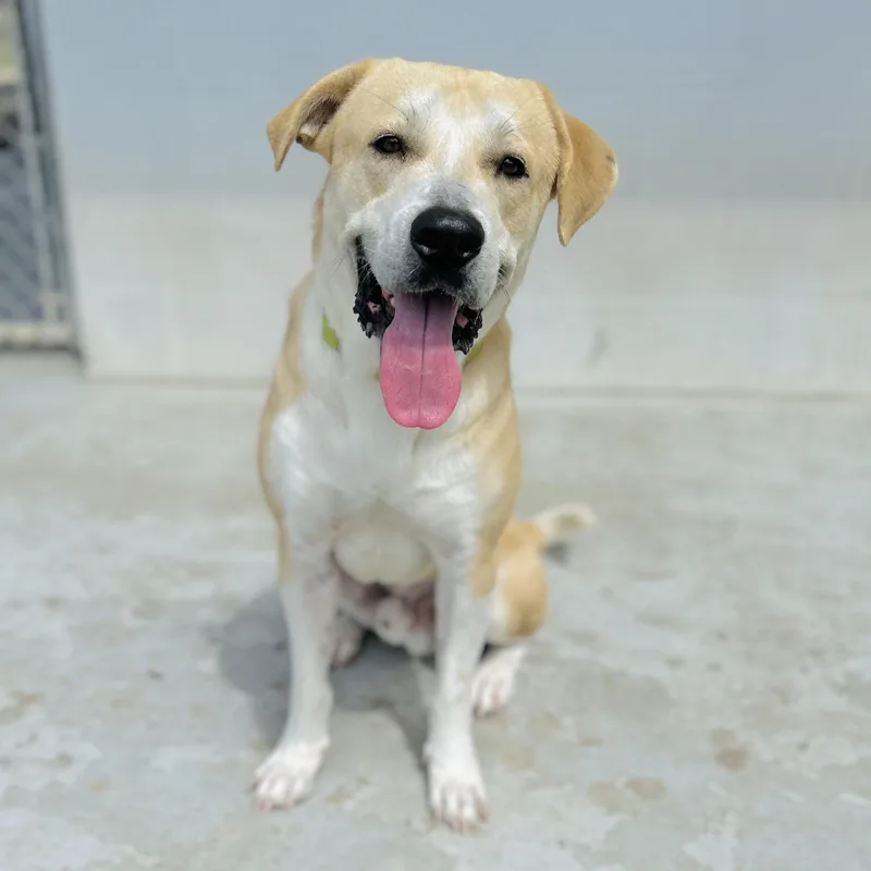 A young large-sized male Apricot / Beige Labrador Retriever dog named Griffin for adoption in Seguin, TX