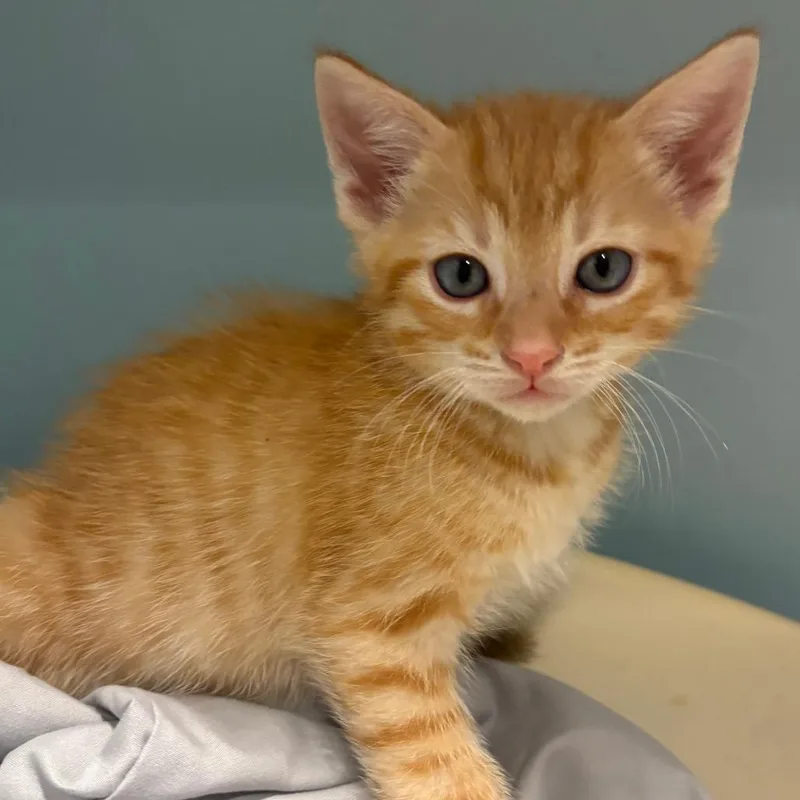 A baby small-sized male Orange / Red Domestic Short Hair cat named Photoshop for adoption in Chattanooga, TN